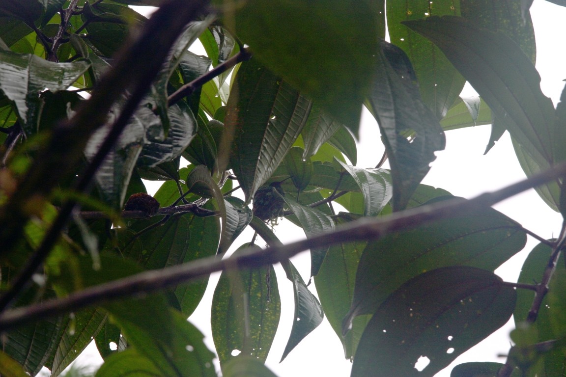 Hummingbird Nest, Rara Avis